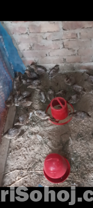 কয়েল পাখি